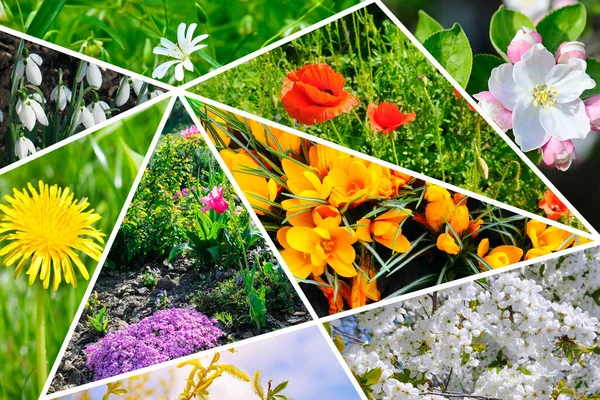 Tavaszi Kerti Virágok Képeinek Kollázsa — Stock Fotó