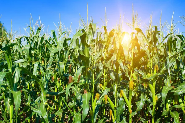 Corn Field Beautiful Sunset Stock Picture