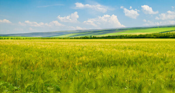 Green wheat field and blue sky. Beautiful spring agro landscape. Wide photo.