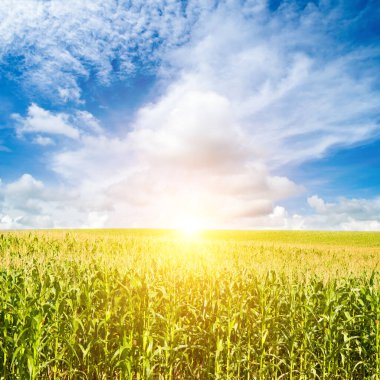 Yeşil mısır tarlası ve güneş doğuyor..