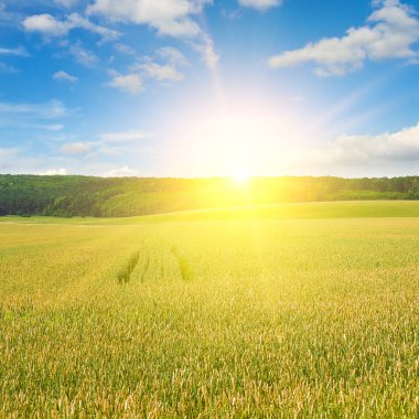 Kulakları buğday ve gün doğumuyla dolu tarla.