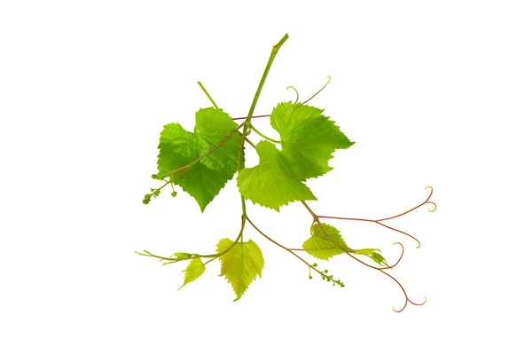 Grapevine Con Hojas Verdes Aisladas Sobre Fondo Blanco — Foto de Stock