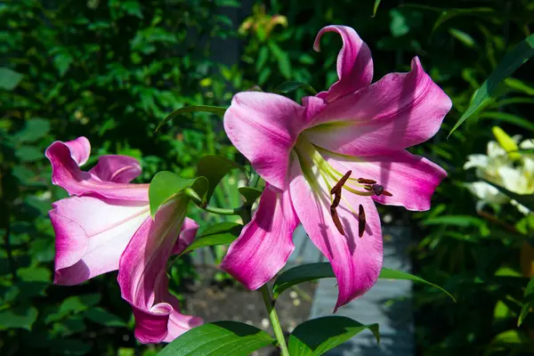 夏の庭で紫色のリリー — ストック写真