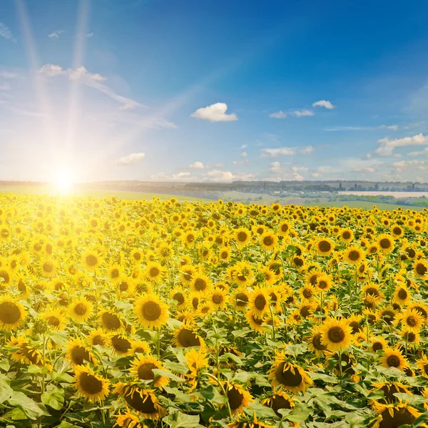 Field Blooming Sunflowers Sunrise Stock Picture