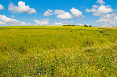 Tepe yeşil tarla, çayır, çayır ve mavi gökyüzü.