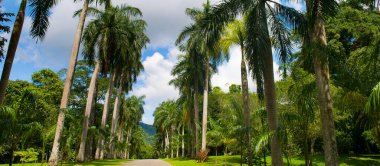 Royal Botanic King Gardens 'taki palmiye ağacı sokağı. Peradeniya. Kandy mi? Sri Lanka. Geniş resim.