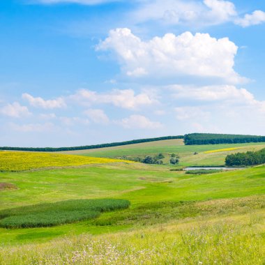 Tepe üzerinde yeşil çayır (çayır).