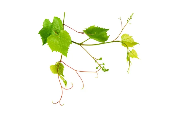 Grape Leaves Isolated White Background Royalty Free Stock Images