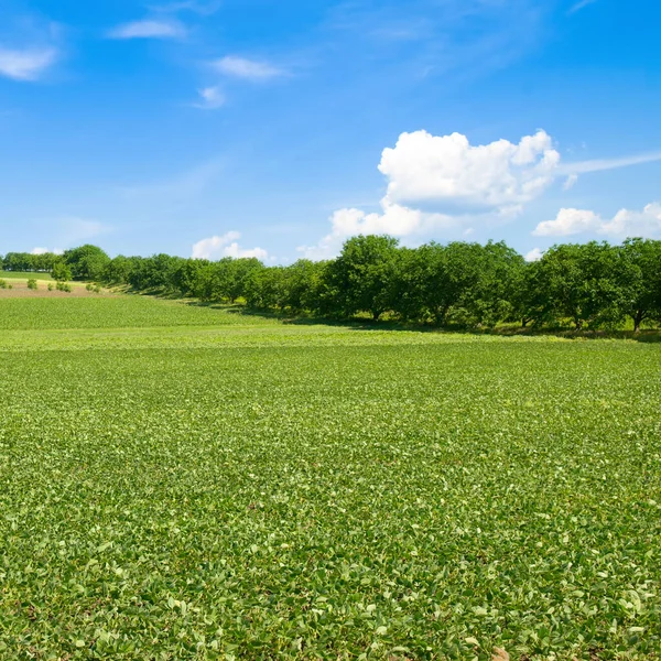 Green Soybean Field Blue Cloudy Sky Beautiful Summer Landscape Stock Photo