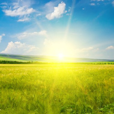 Green wheat field and bright sunrise.