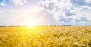 Olgun buğday ve parlak gündoğumuyla buğday tarlası.