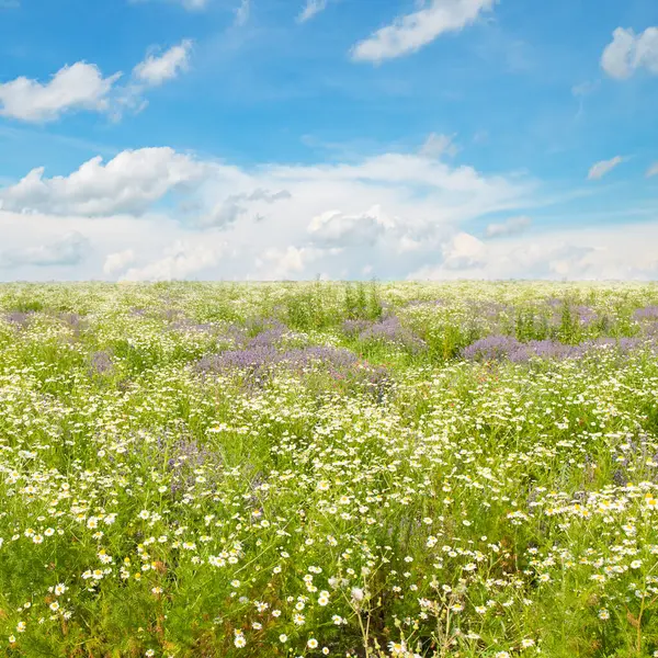 Grüne Wiese Mit Blühenden Gänseblümchen Und Blauem Himmel — Stockfoto