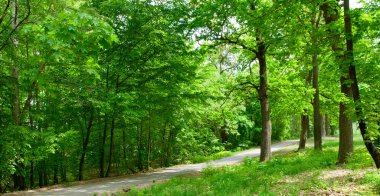 Yeşil yaz ormanı ve orman yolu. Geniş resim.