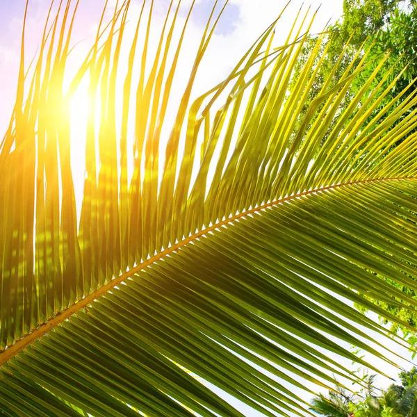 Coconut palm leaf and sun rays. Beautiful background.