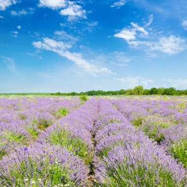 Çiçekli lavanta ve mavi gökyüzü.