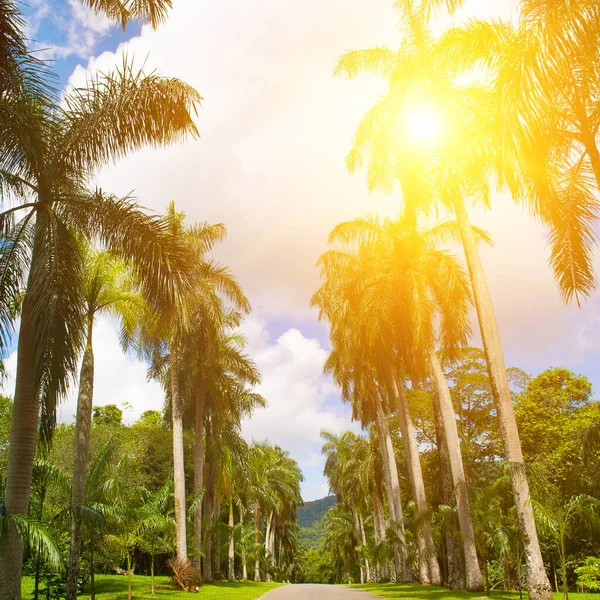 Royal Botanic King Gardens 'taki palmiye ağacı sokağı. Peradeniya. Kandy mi? Sri Lanka.