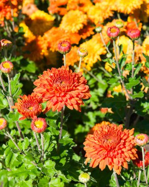 Sonbahar çiçekliğinde parlak turuncu ve sarı kasımpatılar. Dikey fotoğraf.