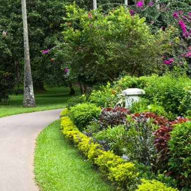 Nadir bulunan egzotik ağaçları olan botanik bahçesi. Kandy, Sri Lanka.