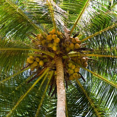 Kraliyet hindistan cevizleri ve yemyeşil yaprakları gökyüzüne karşı olan tropik palmiye ağaçları..