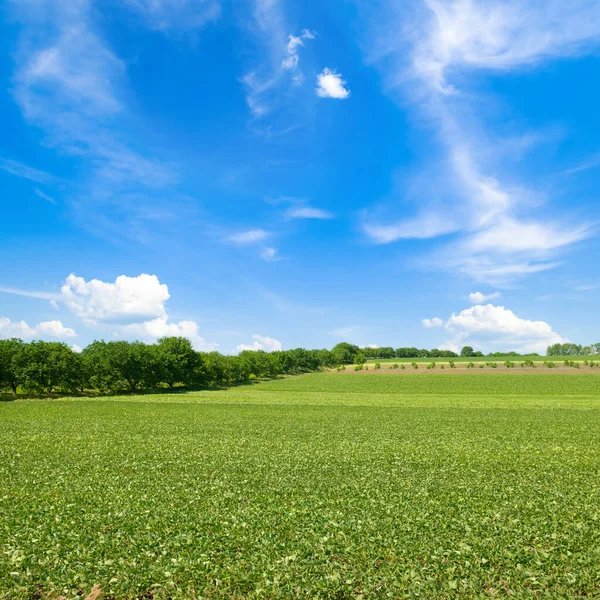 Green Soybean Field Blue Cloudy Sky Beautiful Summer Landscape Stock Picture
