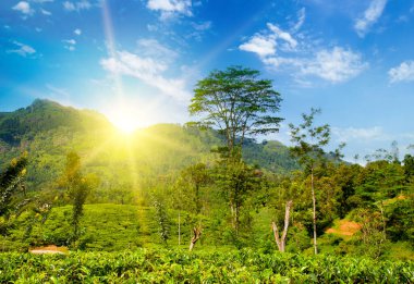Dağların yamaçlarında çay çiftliği ve güzel bir gündoğumu. Sri Lanka