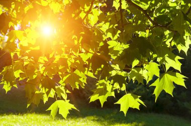 Renkli akçaağaç yaprakları ve parlak güneşin arka planı