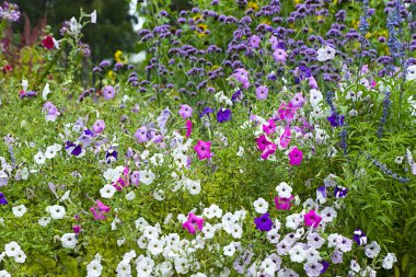 Petunia yaz bahçesinde. Parlak güzel arkaplan.