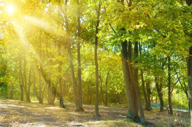 Sonbahar manzarasında ve güneşte güzel renkli ağaçlar..