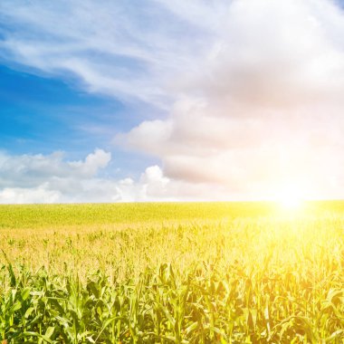 Yeşil mısır tarlası ve güneş doğuyor..