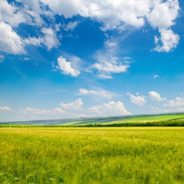 Yeşil buğday tarlası ve mavi gökyüzü. Güzel bahar tarım manzarası.