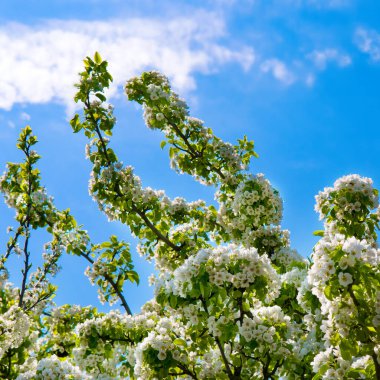 Meyve bahçesi. Mavi gökyüzünde çiçek açan armut dalları.