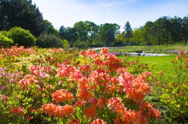 Bahar bahçesinde çiçek açan rhododendron.