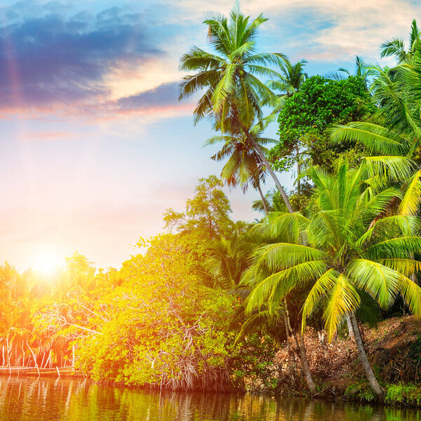 Кокосовые пальмы, мангровые деревья и восход солнца. Красивый тропический фон.