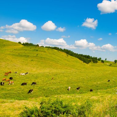 Yamaçta otlak (çayır) ve inekler.