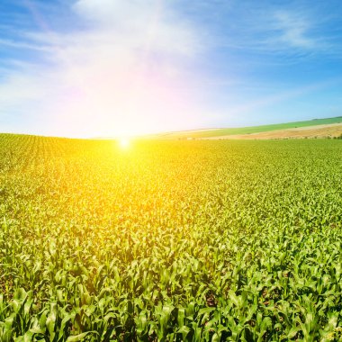 Yeşil mısır tarlası ve parlak gün doğumu.