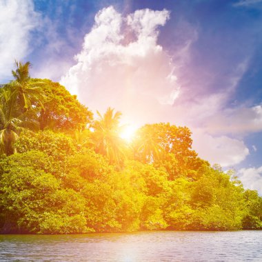 Sahilde mangrov ormanları ve parlak bir günbatımı olan pitoresk bir göl. Sri Lanka