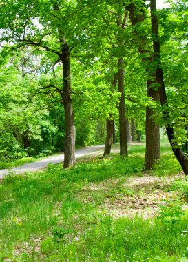 Yaprak döken orman, yeşil çimen ve patika. Dikey fotoğraf.
