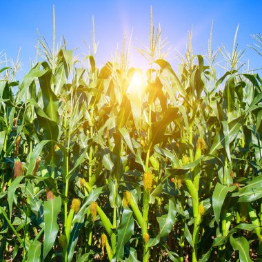 Yeşil mısır tarlası ve parlak gün doğumu.