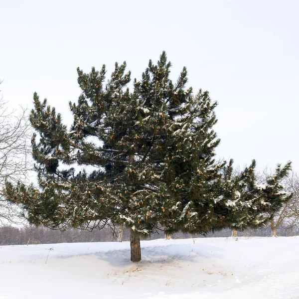 Çam Ağacı Tarla Karla Kaplı Kış Manzarası Stok Fotoğraf