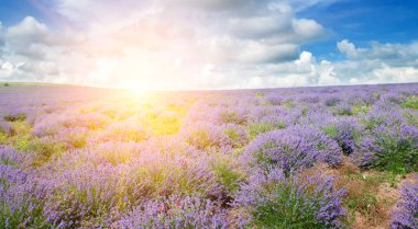 Çiçekli lavanta ve parlak gündoğumuyla dolu bir arazi. Geniş resim.