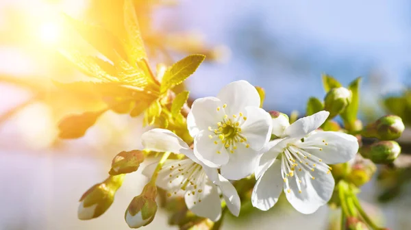 stock image Cherry flowers against a background of blue sky and bright sun. Wide photo.