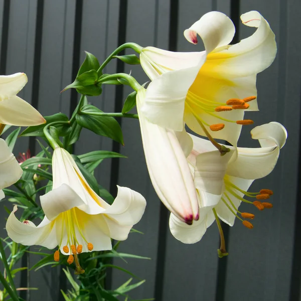 White lilies with tubular flowers in a summer flower bed.