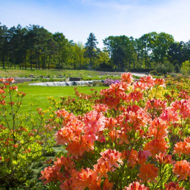 Bahar bahçesinde çiçek açan rhododendron.
