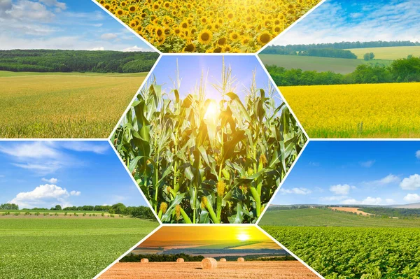 Foto Collage Van Landbouwvelden Stockfoto