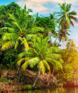 Hindistan cevizi palmiyeleri, mangrovlar ve gündoğumu. Çok güzel bir tropik arka plan. Dikey fotoğraf.