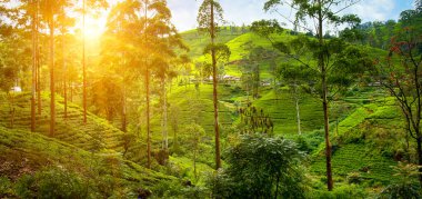 Dağların yamaçlarında çay çiftliği ve güzel bir gündoğumu. Sri Lanka. Geniş resim.