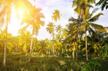 Palmiye bahçesi, ananas çiftliği ve parlak günbatımı. Sri Lanka.