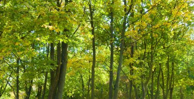Sarı yaprakları ve parlak mavi gökyüzü olan sonbahar ormanı. Geniş resim.