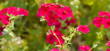 Bahçenin arka planında kırmızı fenik çiçekleri var. Geniş resim.