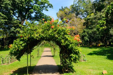 Nadir bulunan egzotik ağaçları ve renkli çiçek desteğiyle botanik bahçesi. Kandy, Sri Lanka.